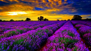 Lavender and Aromatherapy